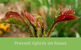 ROSE & FLOWER FOOD with SYSTEMIC 3.25lb