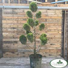 HOLLYWOOD JUNIPER TOPIARY 5gal