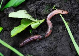 EARTHWORMS