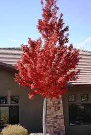 AUTUMN BLAZE MAPLE 7gal