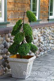 HOLLYWOOD JUNIPER TOPIARY 5gal