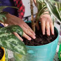 MOTHER EARTH POTTING SOIL 12qt