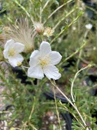 APACHE PLUME 1gal