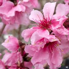 SNOW BEAUTY PEACH TREE 7gal