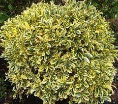 SUNNY DELIGHT BOXLEAF EUOYMUS 2gal