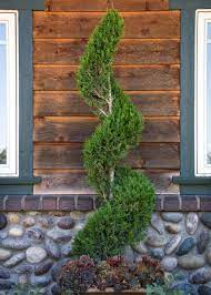 HOLLYWOOD JUNIPER TOPIARY 5gal