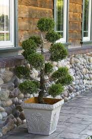 HOLLYWOOD JUNIPER TOPIARY 5gal