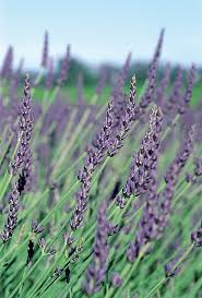 GROSSO LAVENDER 1gal