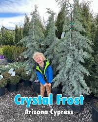 CRYSTAL FROST ARIZONA CYPRESS 10gal