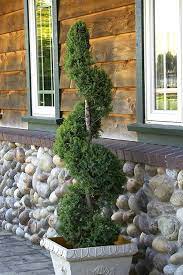 HOLLYWOOD JUNIPER TOPIARY 5gal