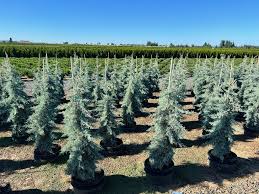 CRYSTAL FROST ARIZONA CYPRESS 10gal