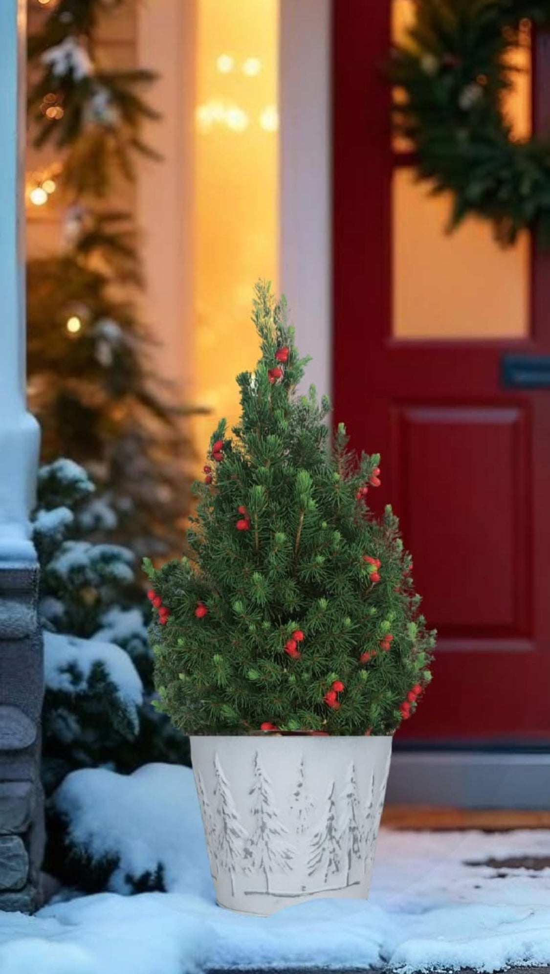 ALBERTA SPRUCE 2gal