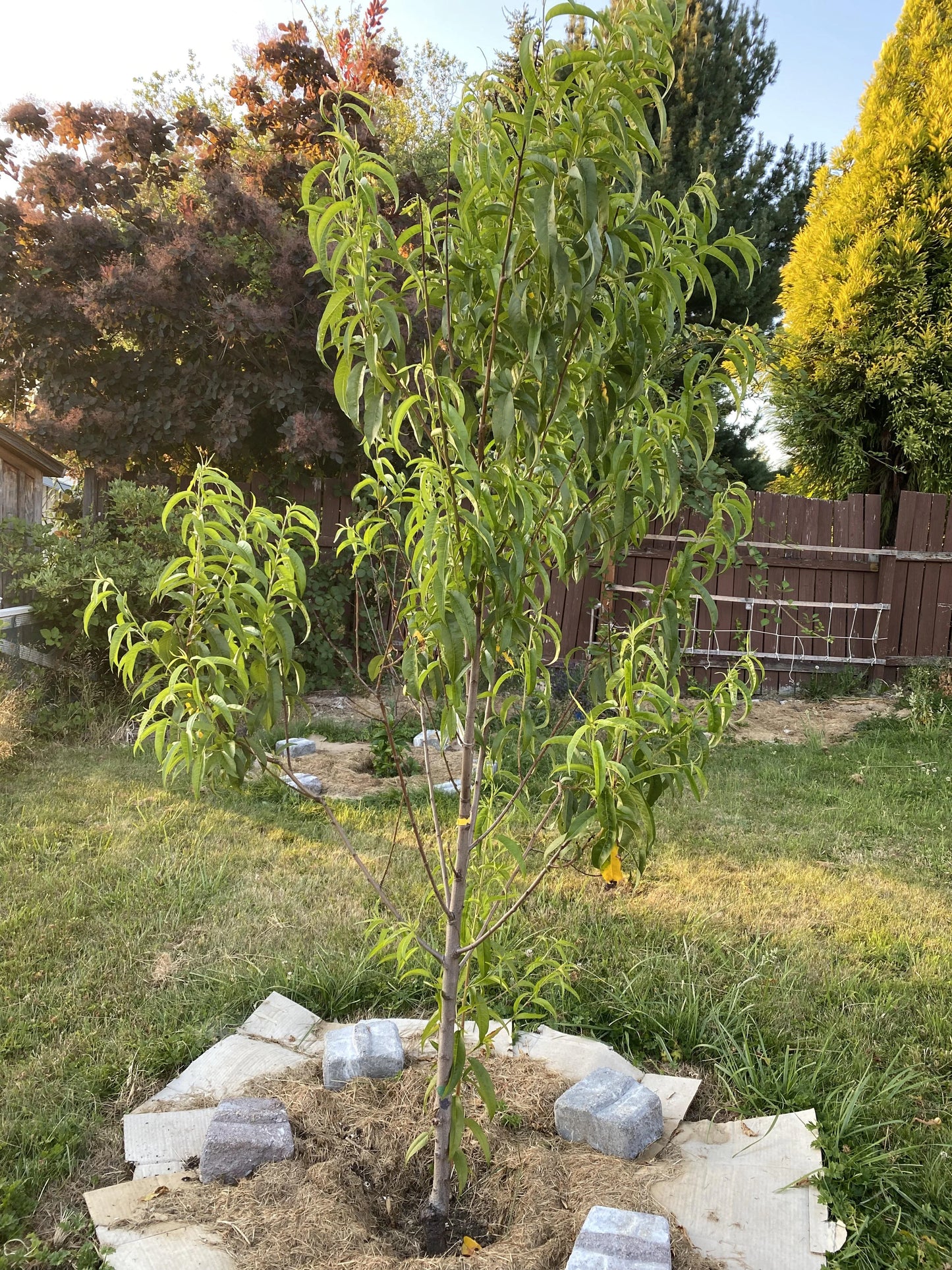 RED GOLD NECTARINE TREE 5gal