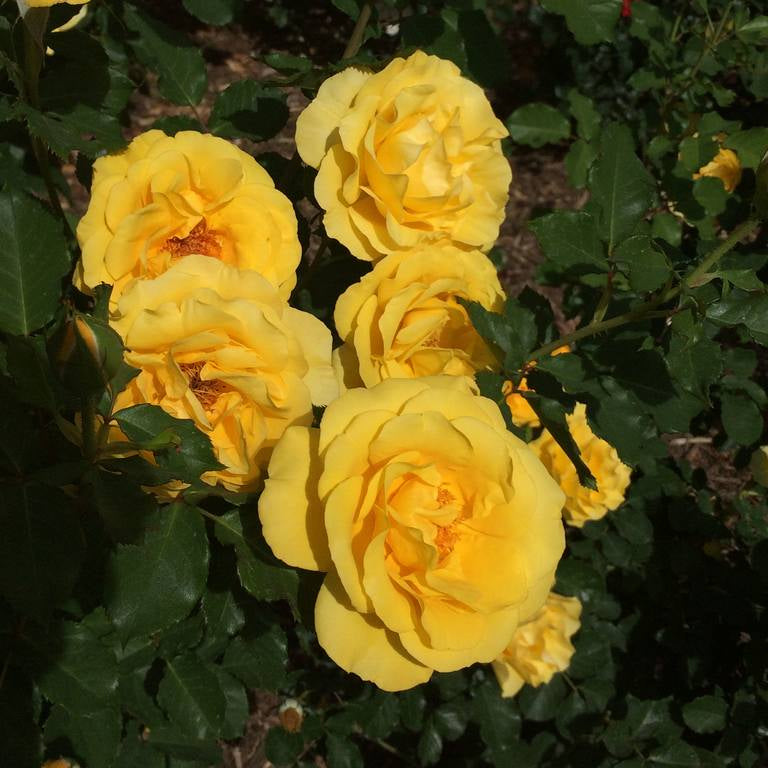 SOL DESIRE ROSE