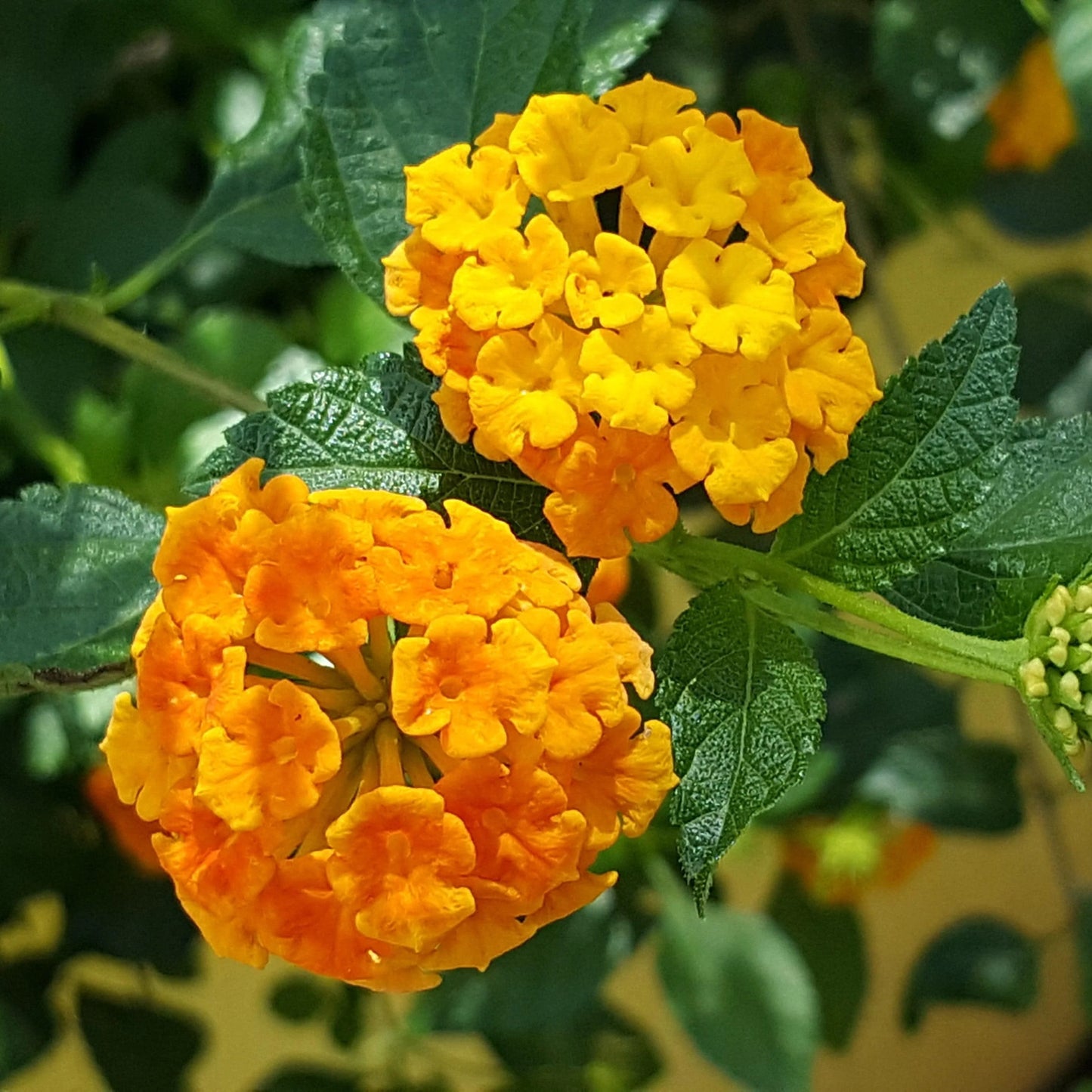 ASSORTED LANTANA 1gal