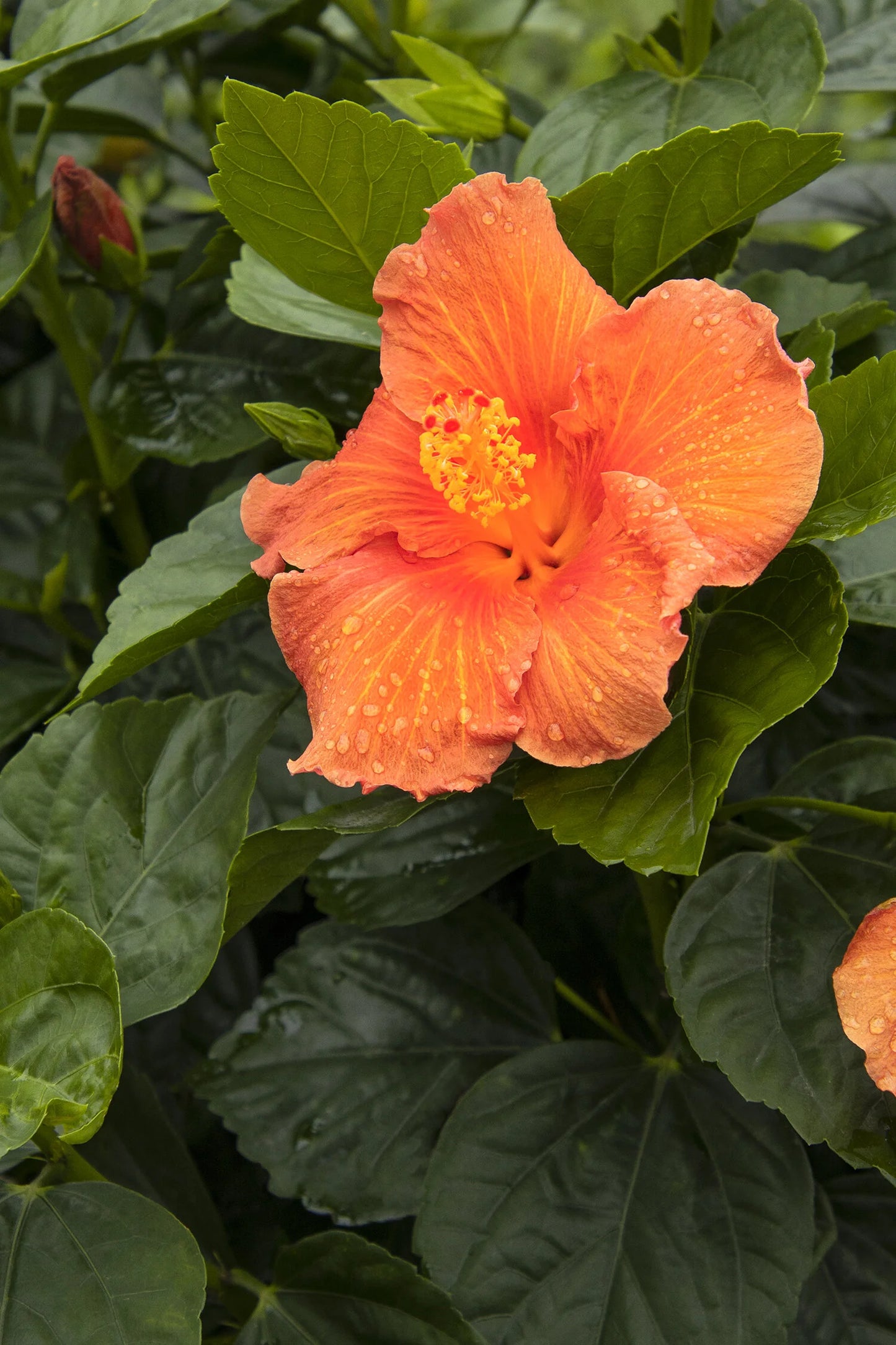 JAZZY JEWEL AMBER HIBISCUS 1gal