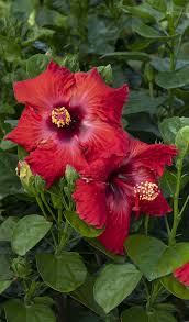 JAZZY JEWEL RUBY HIBISCUS 2gal