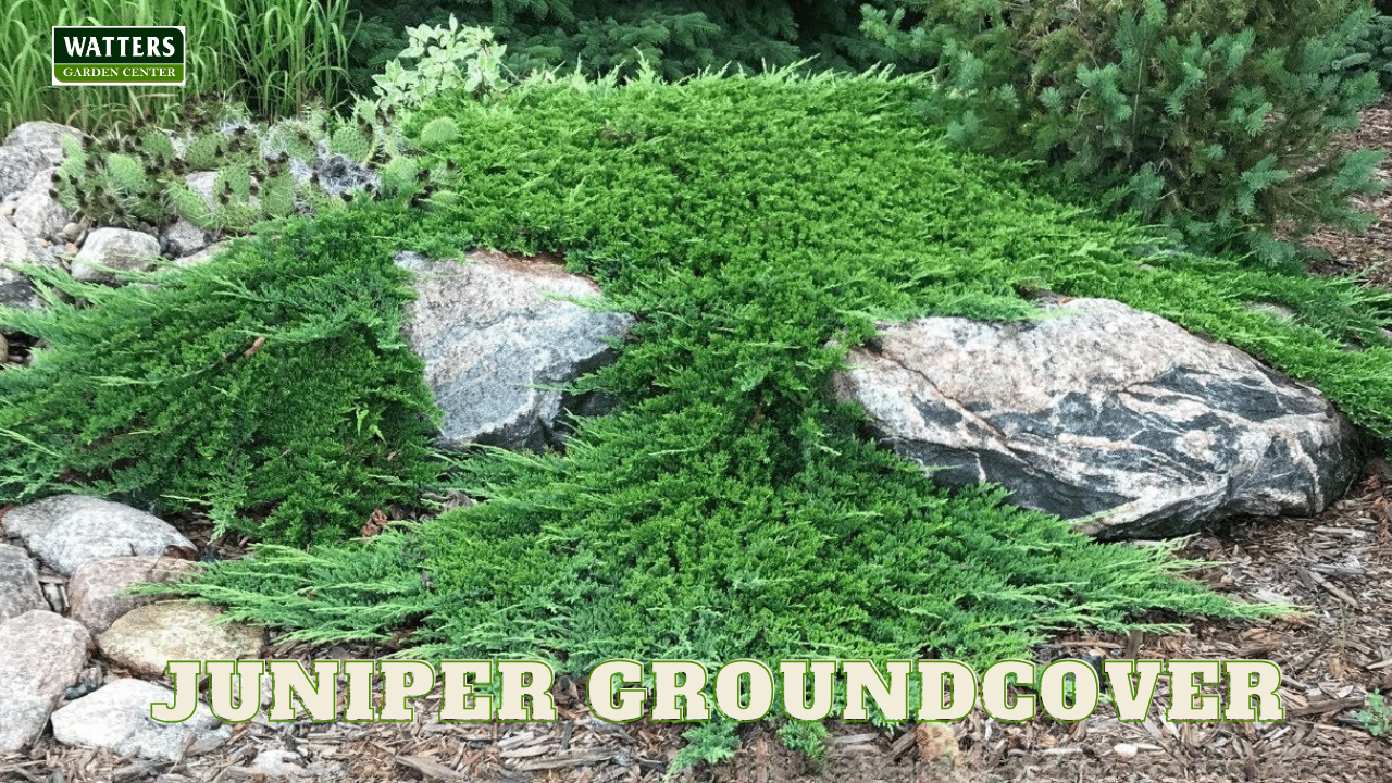 BUFFALO JUNIPER 2gal