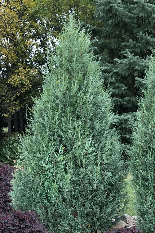 MEDORA JUNIPER TREE 10gal