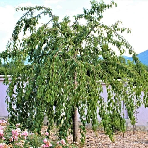 WEEPING FLOWERING CHERRY TREE 5gal