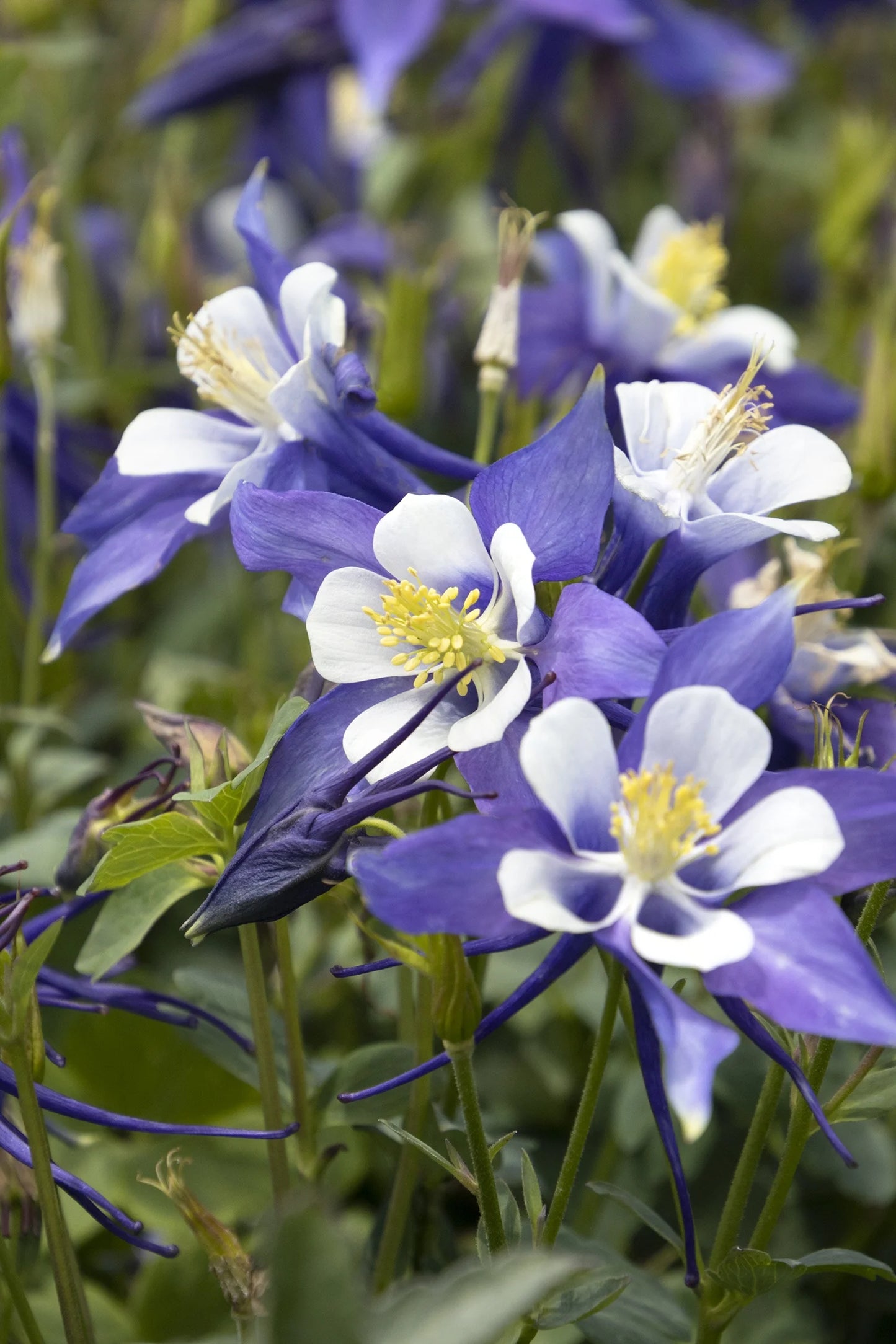 BLUE/WHITE KIRIGAMI COLUMBINE 1gal