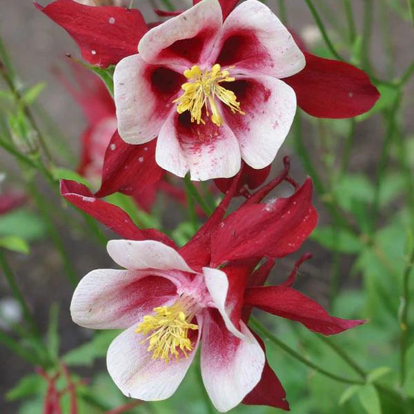 RED/WHITE KIRIGAMI COLUMBINE LITTLE ONE