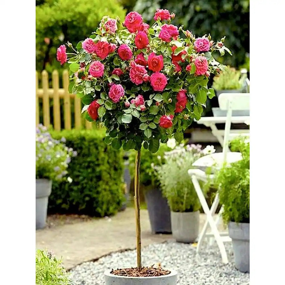 DOUBLE KNOCK OUT ROSE 5gal