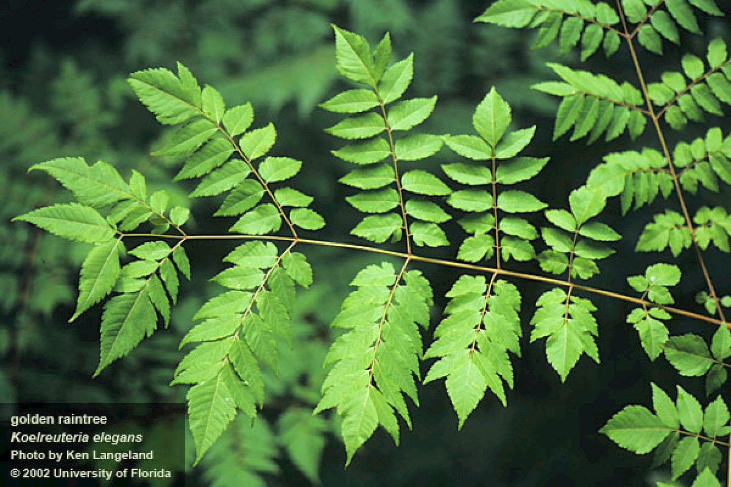 GOLDEN RAIN TREE 7gal