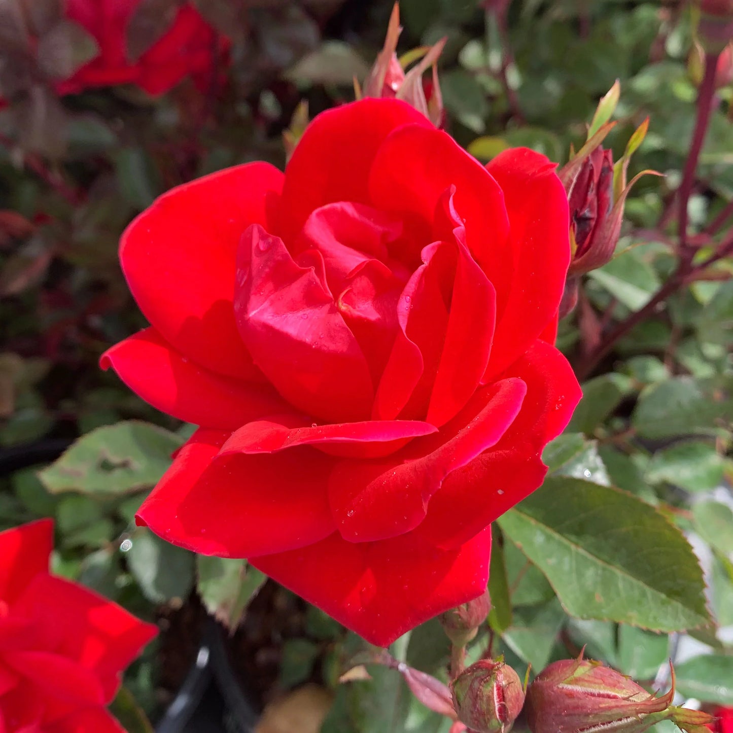 DOUBLE RED ROSE 2gal