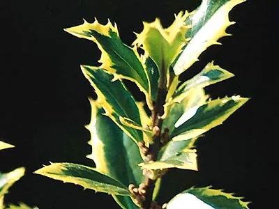 GOLD COAST HOLLY 5gal