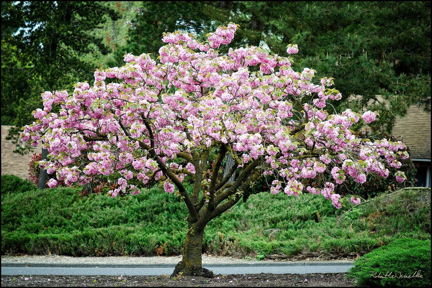 KWANZAN FLOWERING CHERRY TREE 7gal