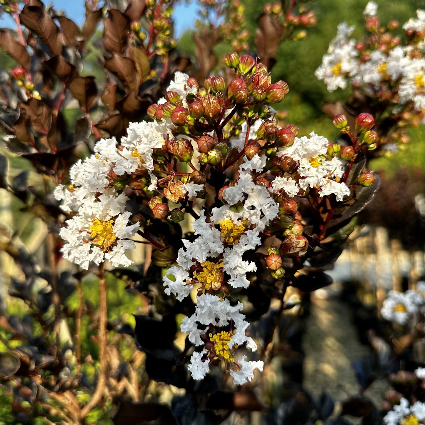SUMMERLASTING COCONUT CRAPE MYRTLE 5gal