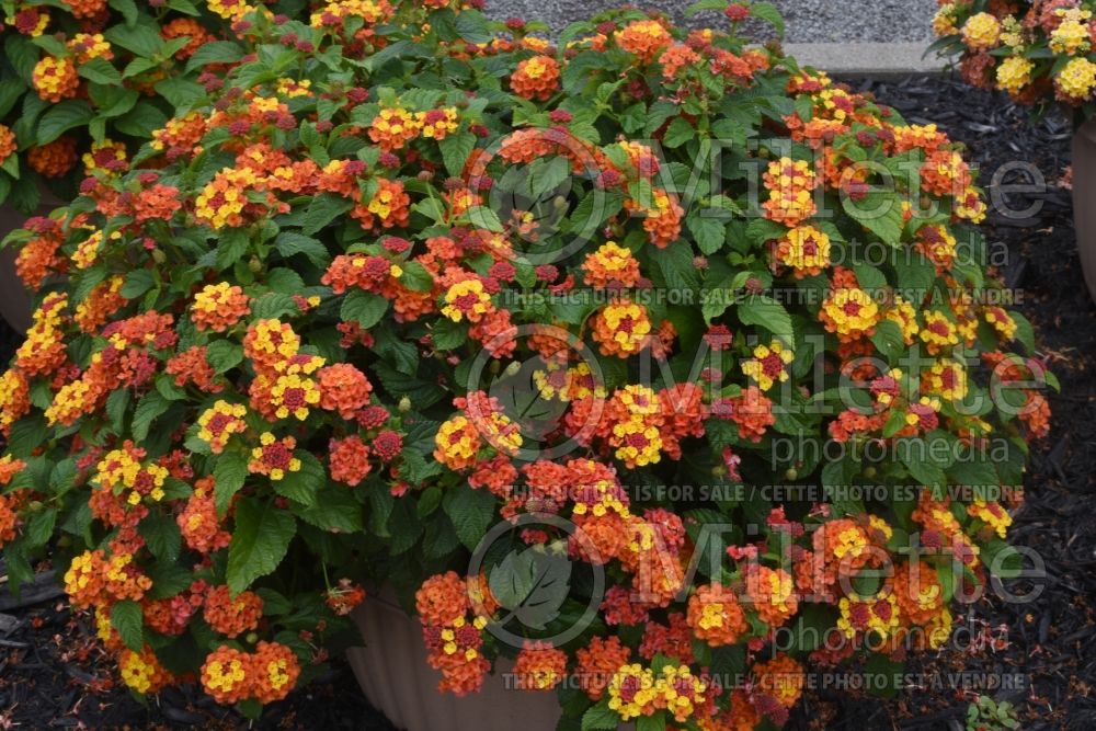 MISS HUFF LANTANA 1gal