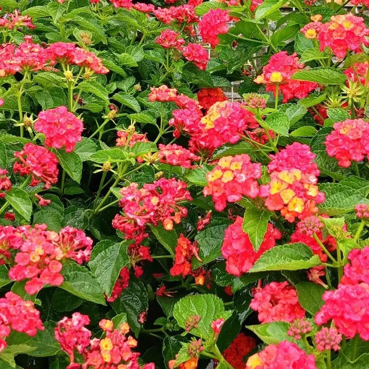 FIREFROST LANTANA 1gal