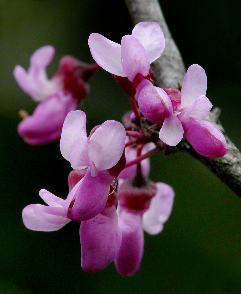 WESTERN MEXICAN REDBUD NATIVE 5Ggal