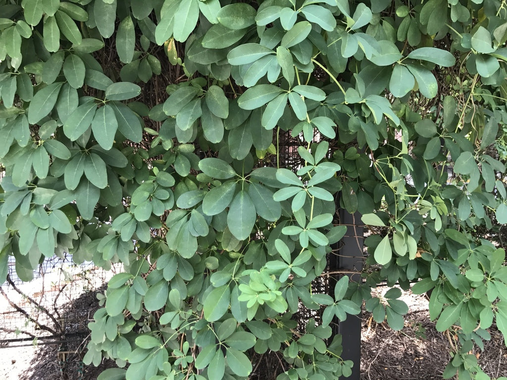 WHITE FLOWERING CHOCOLATE VINE AKEBIA 1gal