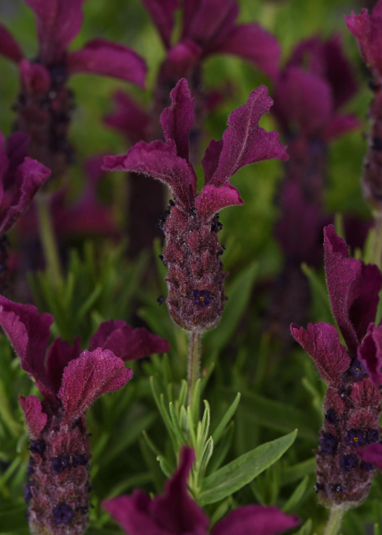 SPANISH ANOUK BURGUNDY LAVENDER 1gal