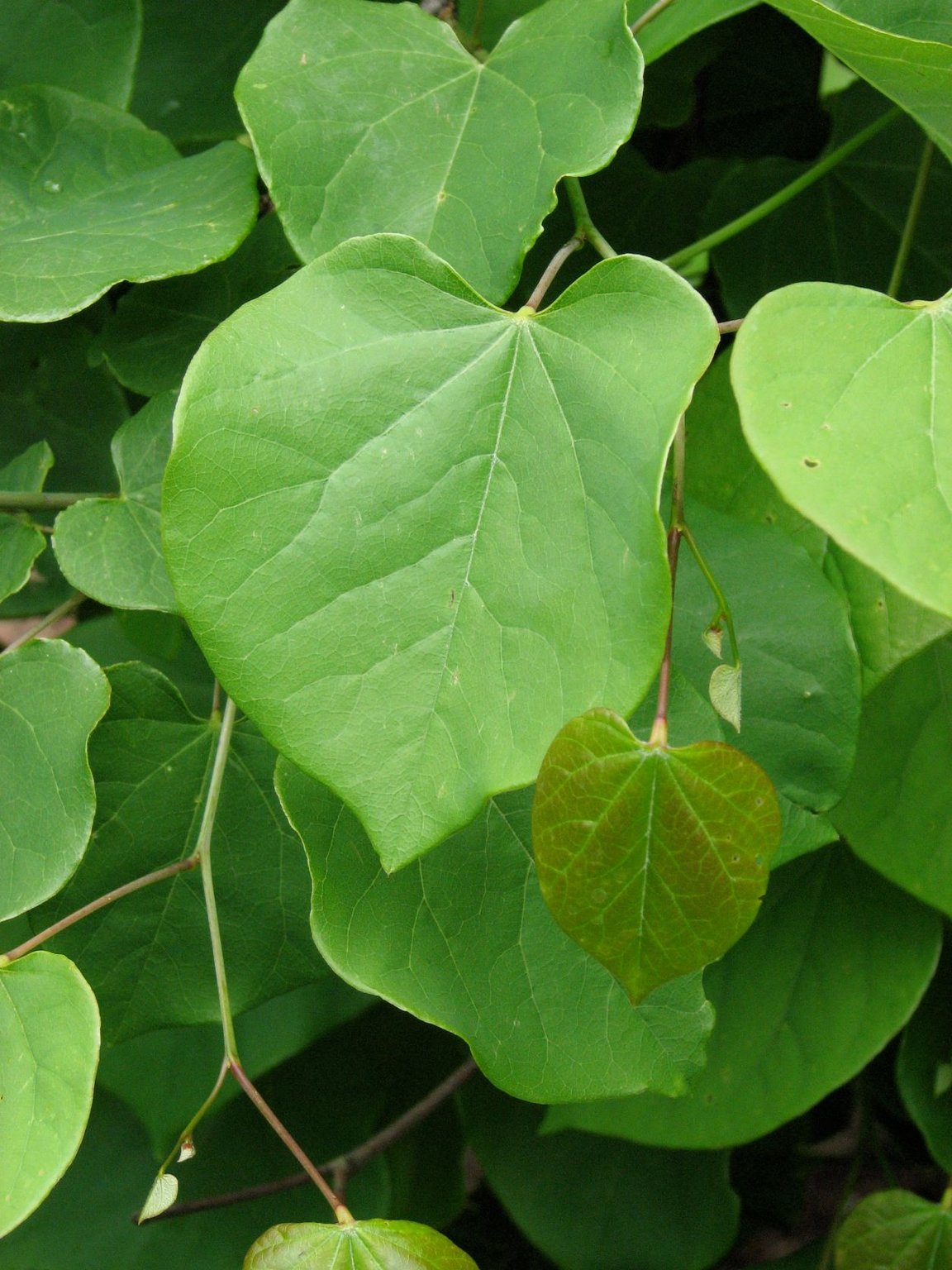 LAVENDER TWIST WEEPING REDBUD TREE 5gal
