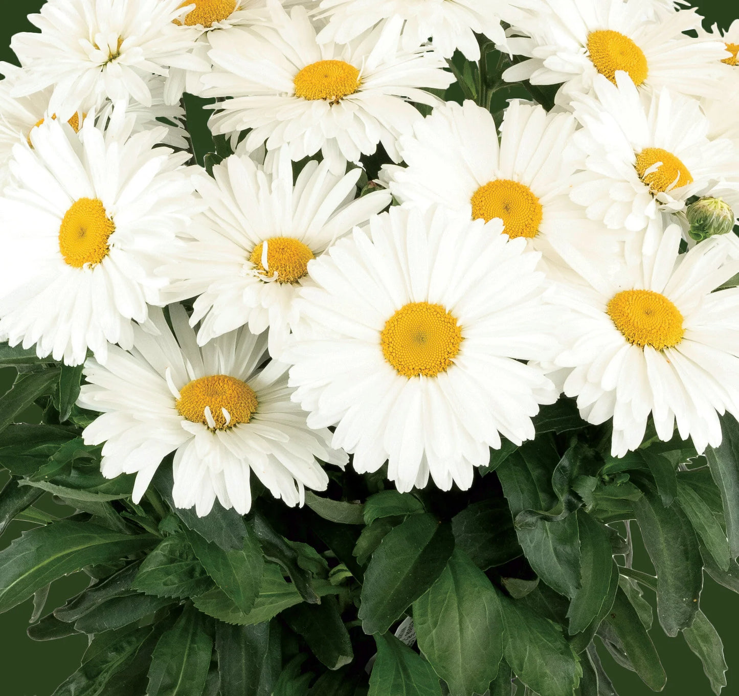 KYLIE SHASTA DAISY 1gal