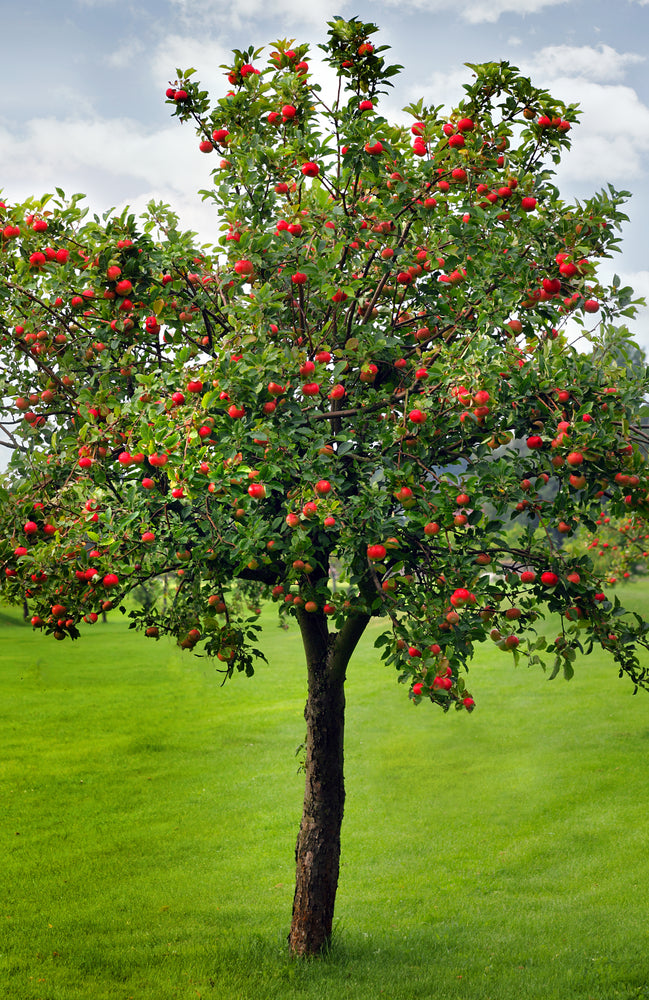 GALA APPLE TREE 7gal