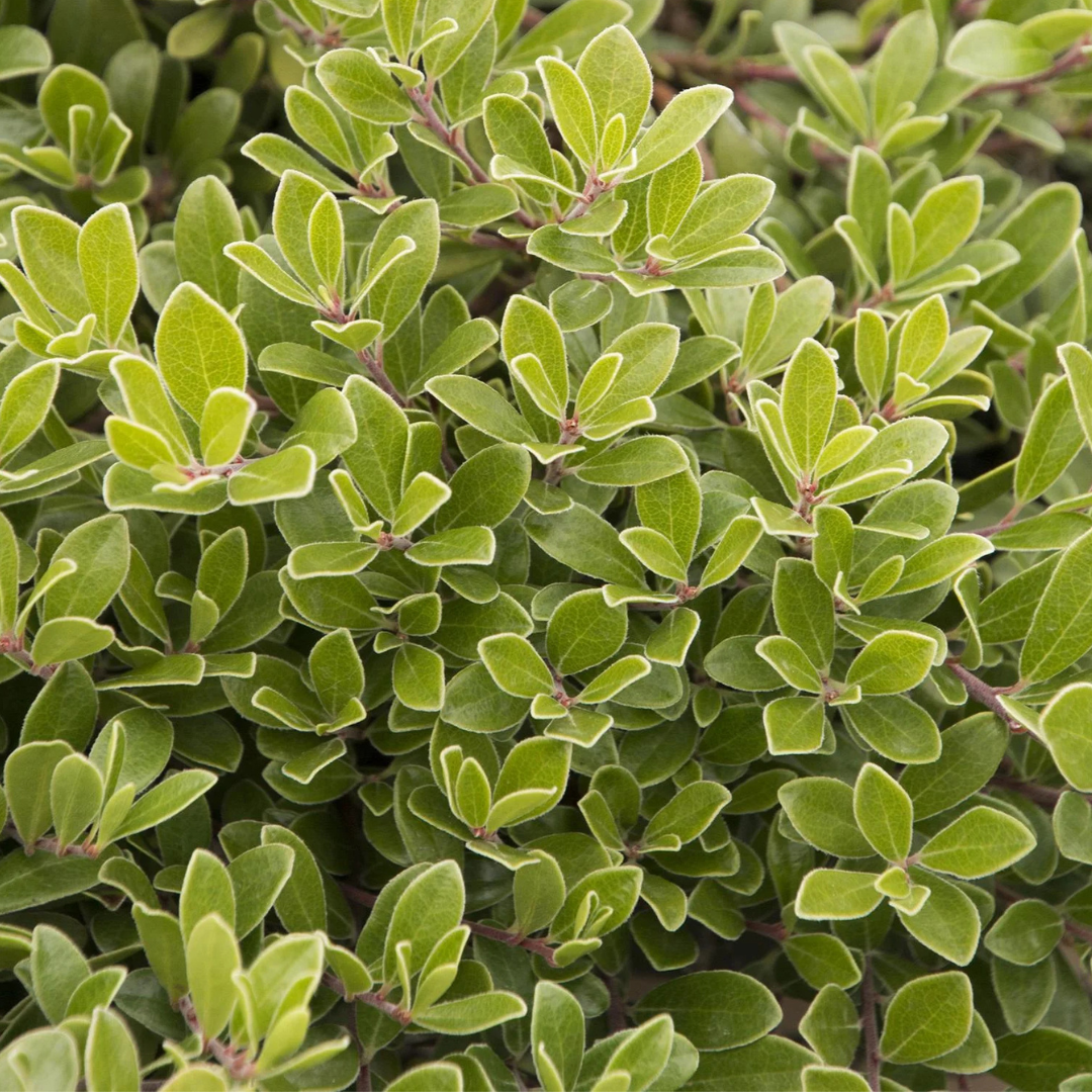 MASSACHUSETTS MANZANITA 1gal