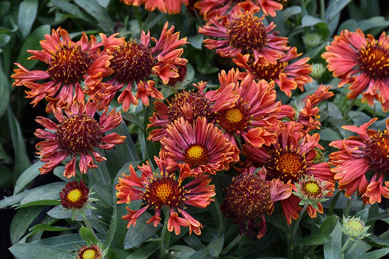 MARIACHI RED GAILLARDIA 1gal