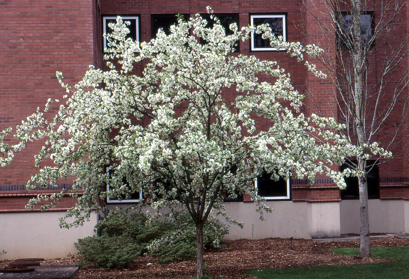 SNOW DRIFT CRABAPPLE TREE 15gal