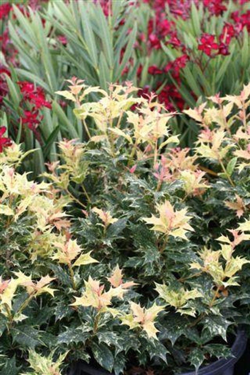 GOSHIKI HOLLY OSMANTHUS 2gal