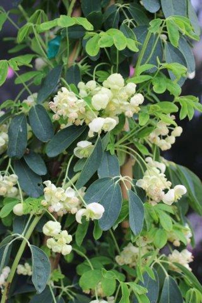 WHITE FLOWERING CHOCOLATE VINE AKEBIA 1gal