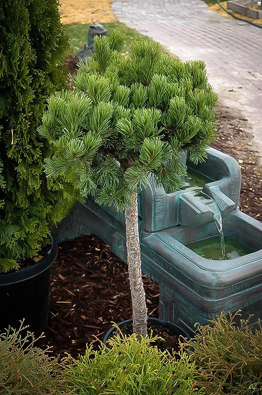 TOPIARY MUGO PINE TREE 5gal