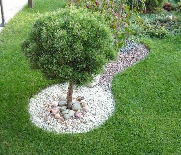 TOPIARY MUGO PINE TREE 5gal
