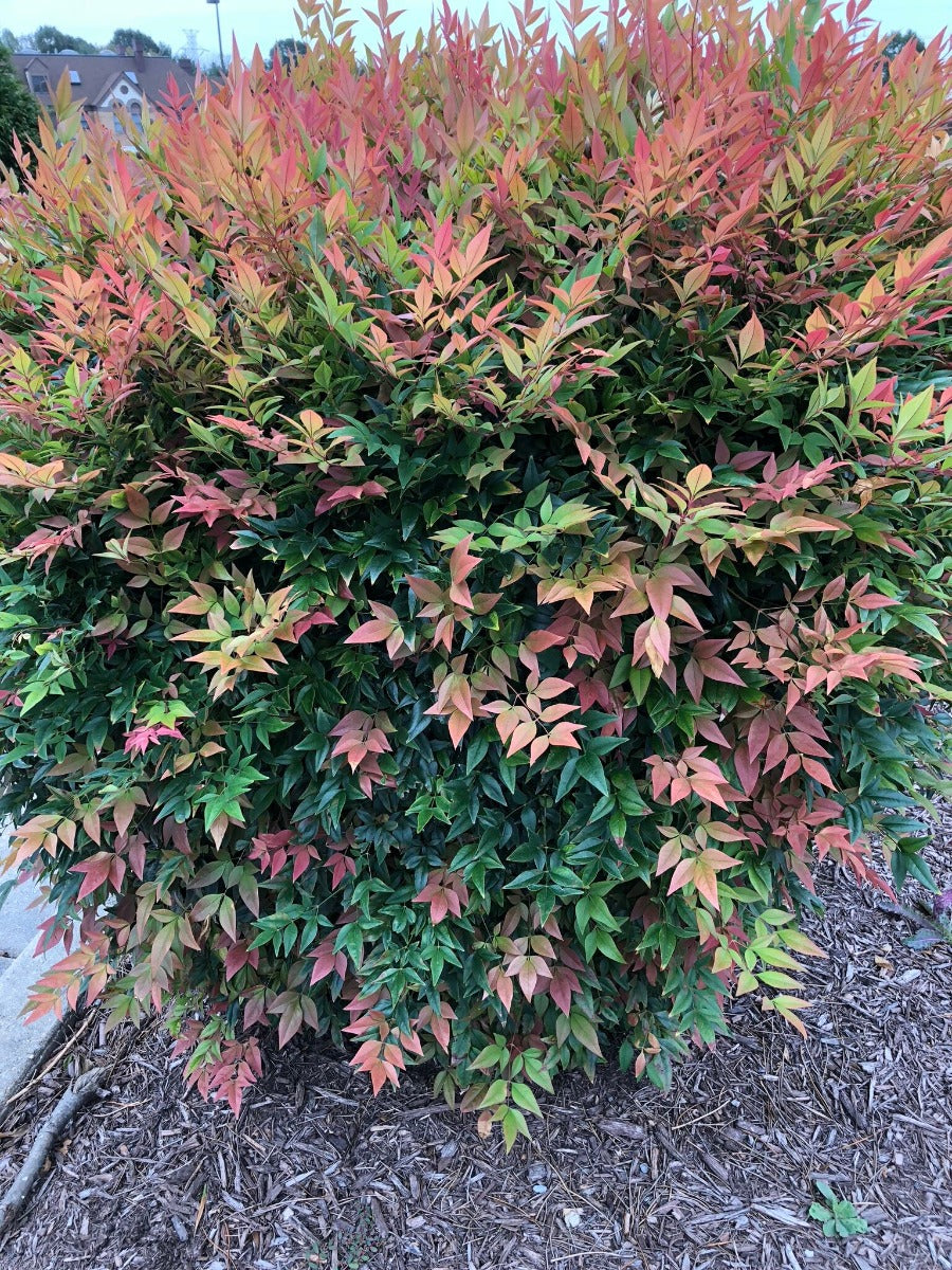 GULF STREAM NANDINA 5gal