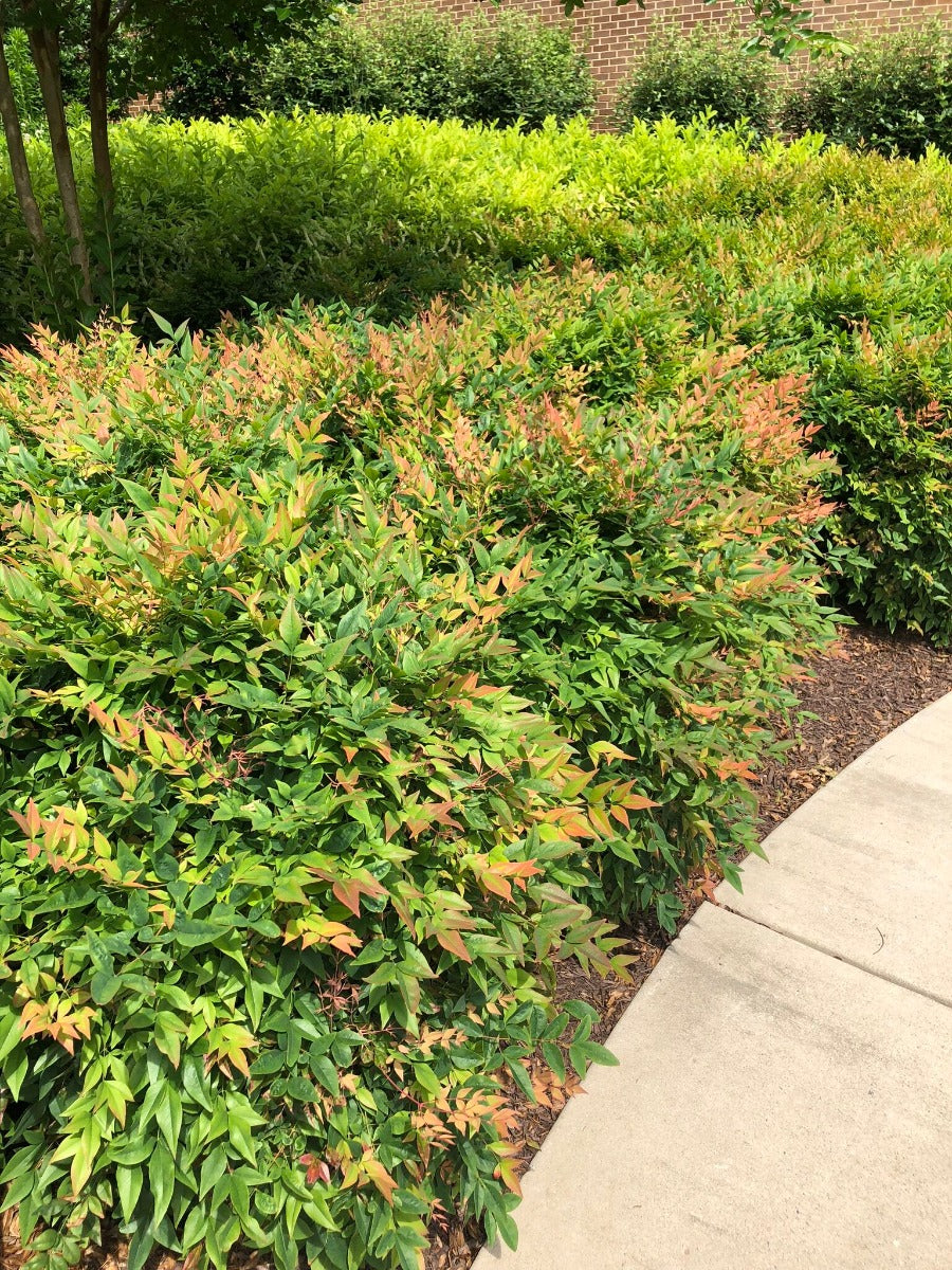 GULF STREAM NANDINA 2gal