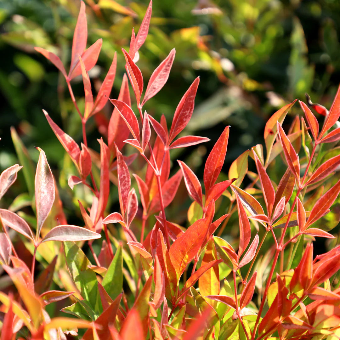 GULF STREAM NANDINA 1gal